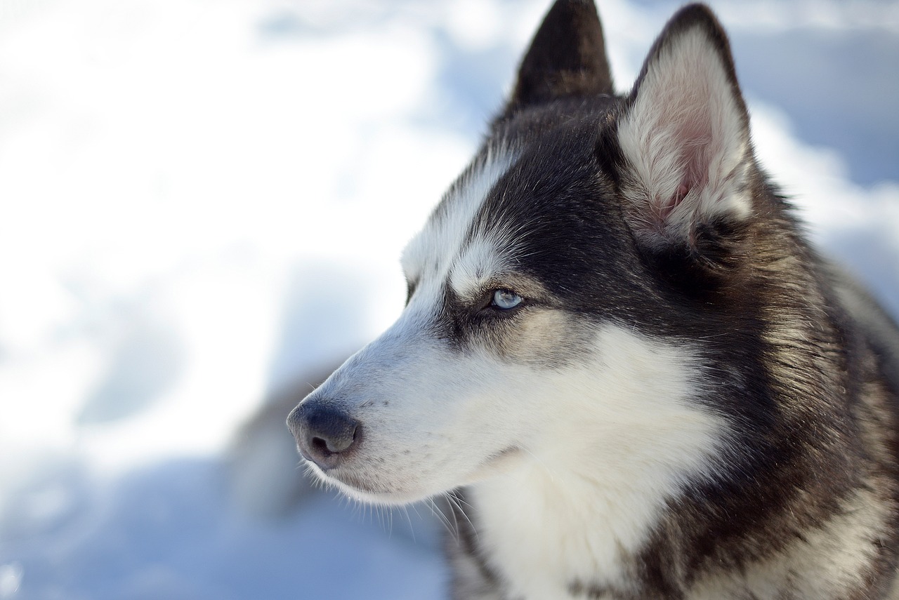 앙골라 허스키 (Anglola Husky)
