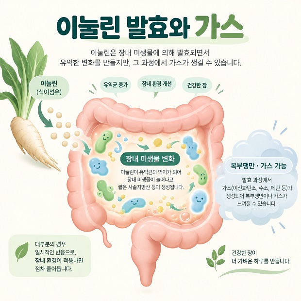 이눌린이 장내 미생물에 의해 발효되면서 일부 사람에게 가스와 복부팽만이 생길 수 있음을 설명한 인포그래픽
