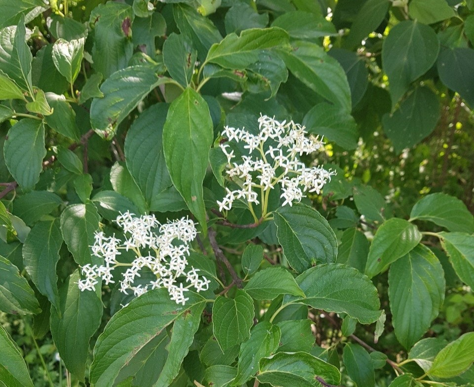 말채나무의 모든 것 (분류와 종류, 품종들의 특징, 재배와 관리방법)