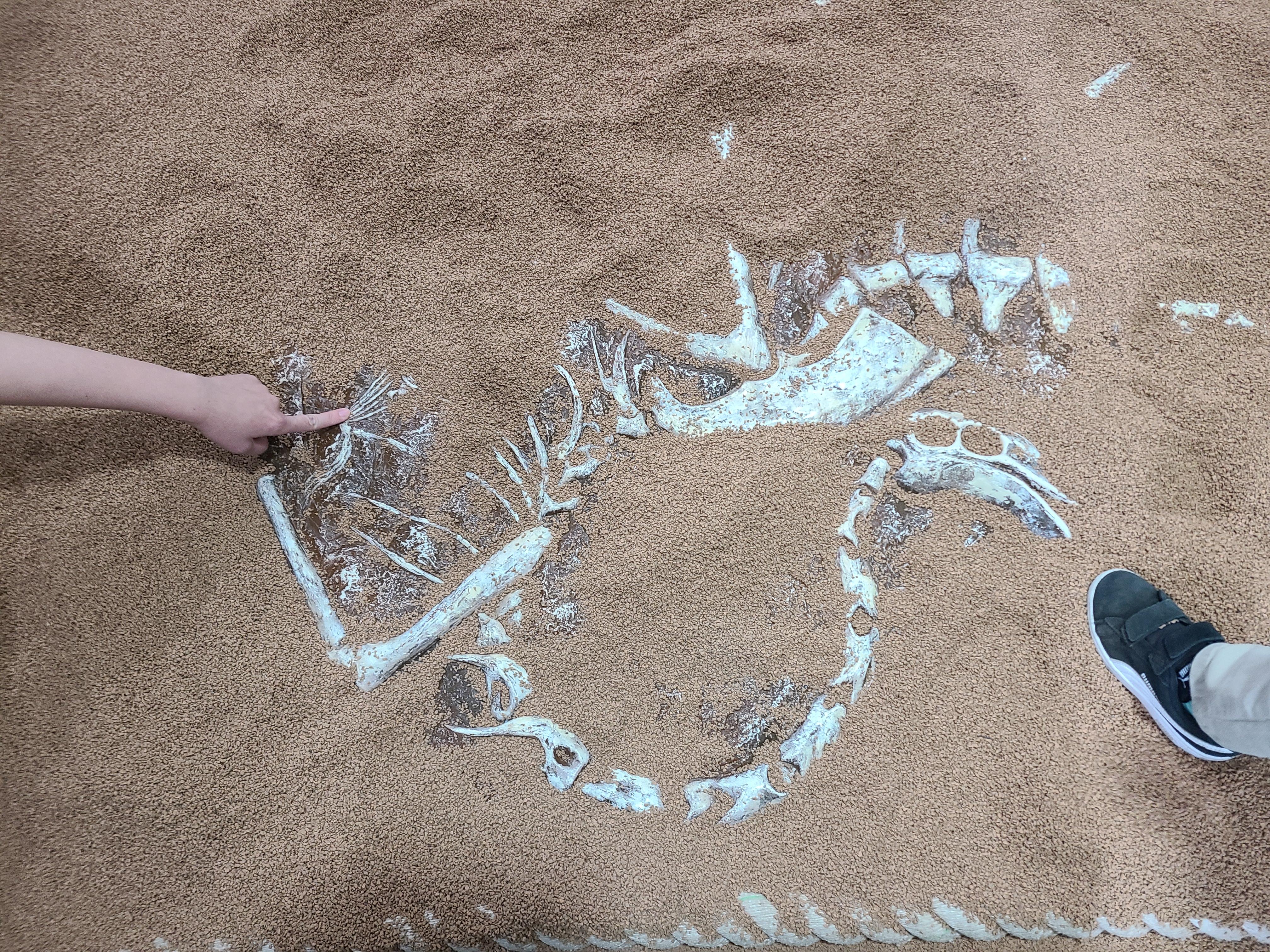 파주 공룡 박물관 화석발굴 체험