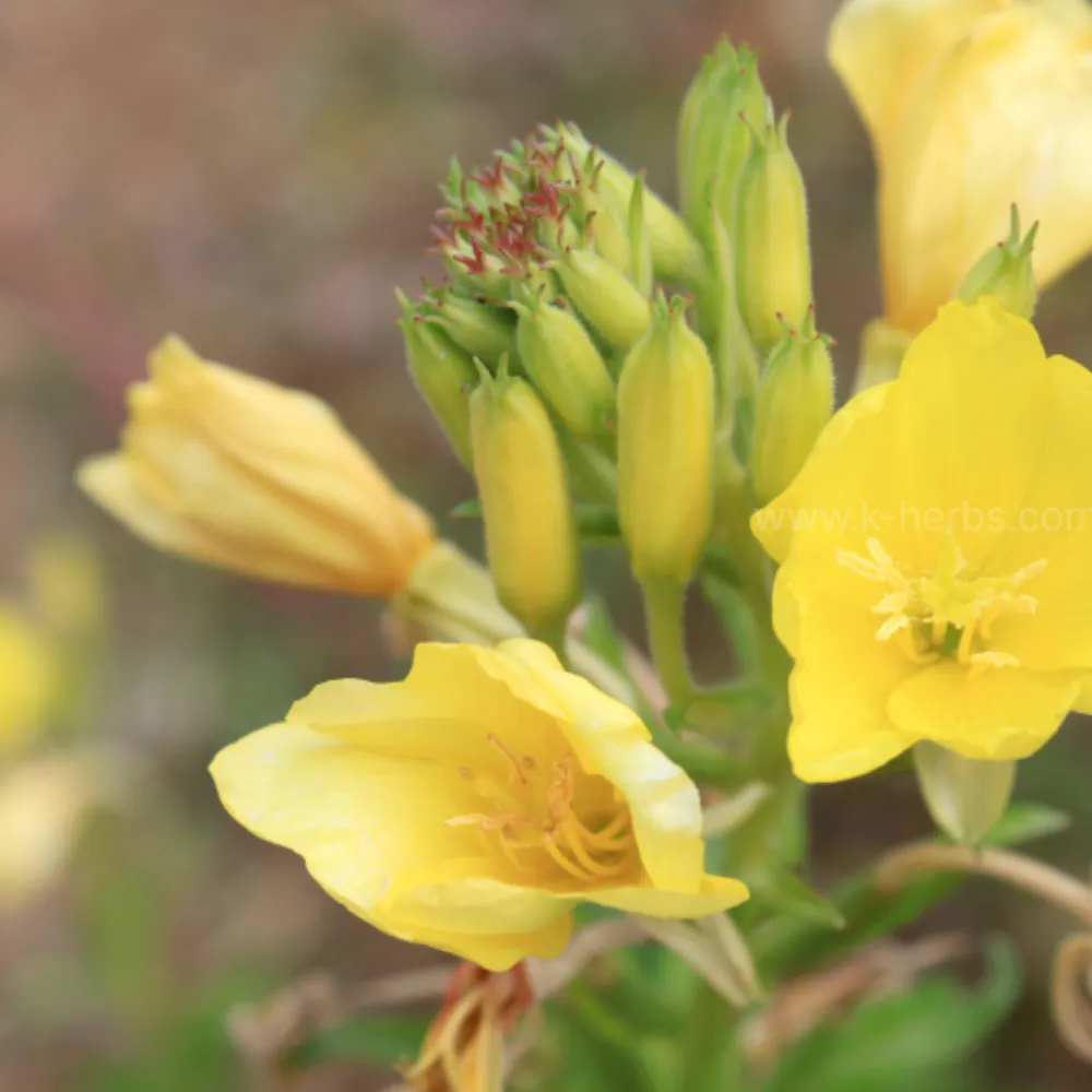 달맞이꽃 Evening Primrose