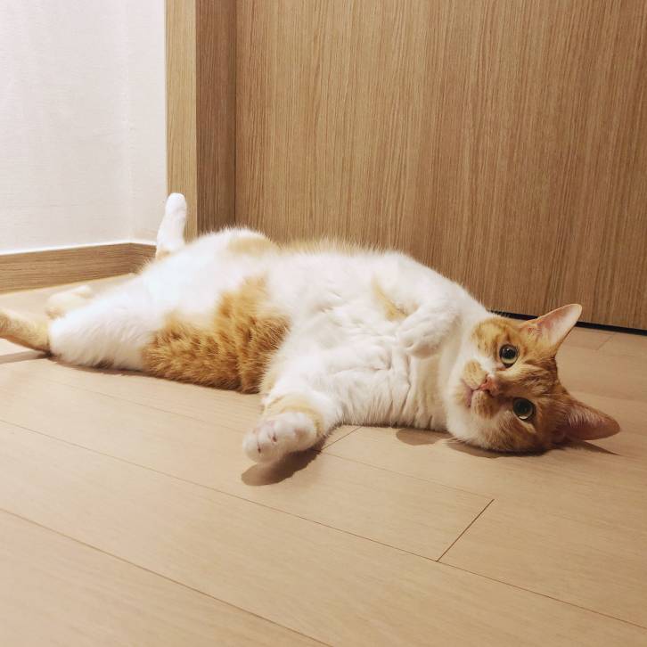 고양이 방광염 치료