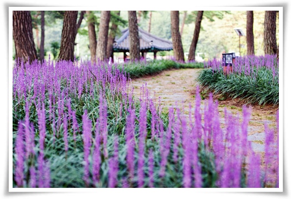 화초 &quot;맥문동&quot; 사계절 내내 우아한, 척박한 땅에서도 꽃 피우는 생명력!