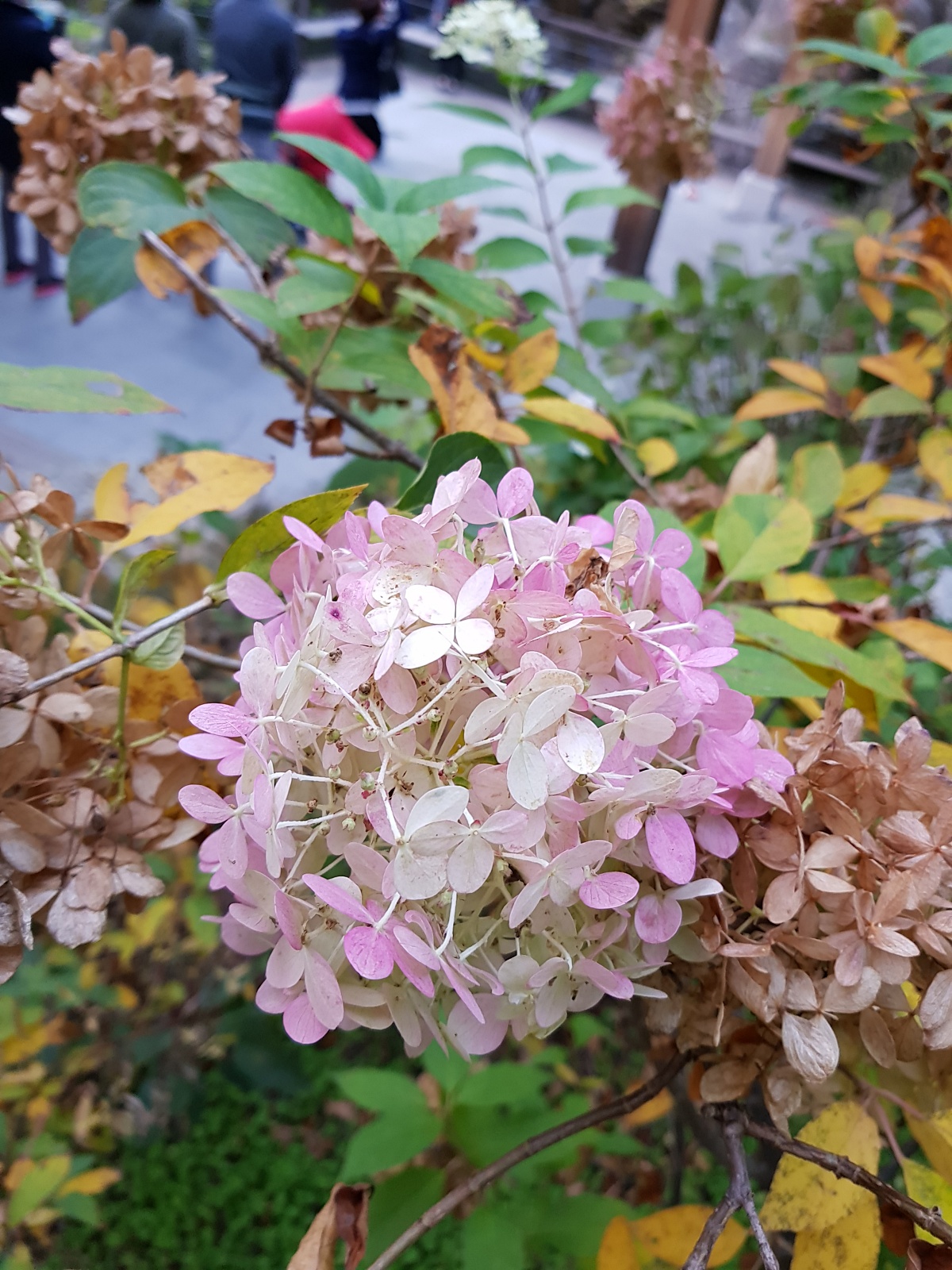 경기도 광주 곤지암 화담숲 단풍시즌&amp;#44; 가을 풍경 퍼레이드와 주변 맛집