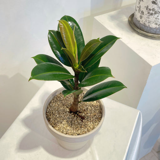 집에 두면 금전운이 따른다는 식물 3가지 ― 금전수 &middot; 돈나무 &middot; 고무나무 관련 사진