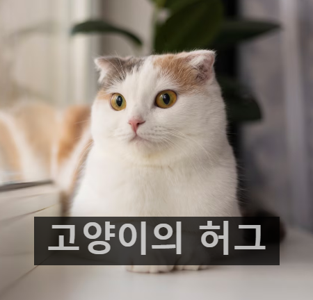 고양이