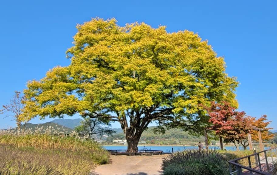 수청나루-보호수인-느티나무