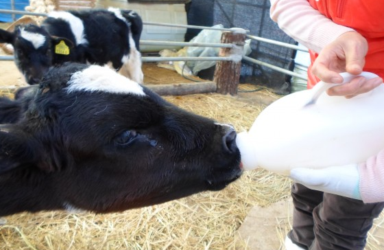 대관령 아기동물 농장3