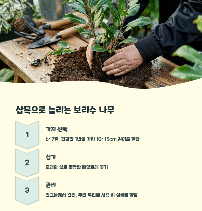 보리수 나무 삽목시기