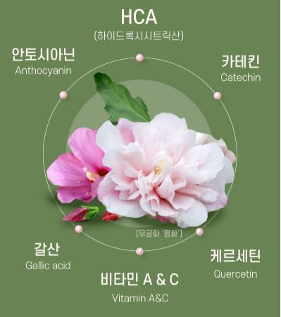무궁화다이어트 무궁핏 효과