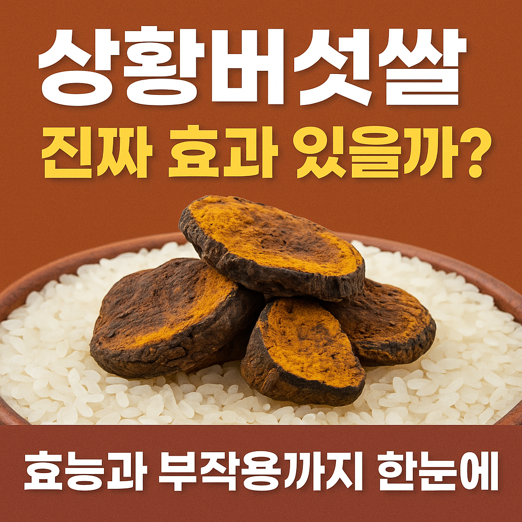 상황버섯쌀, 진짜 효과 있을까
