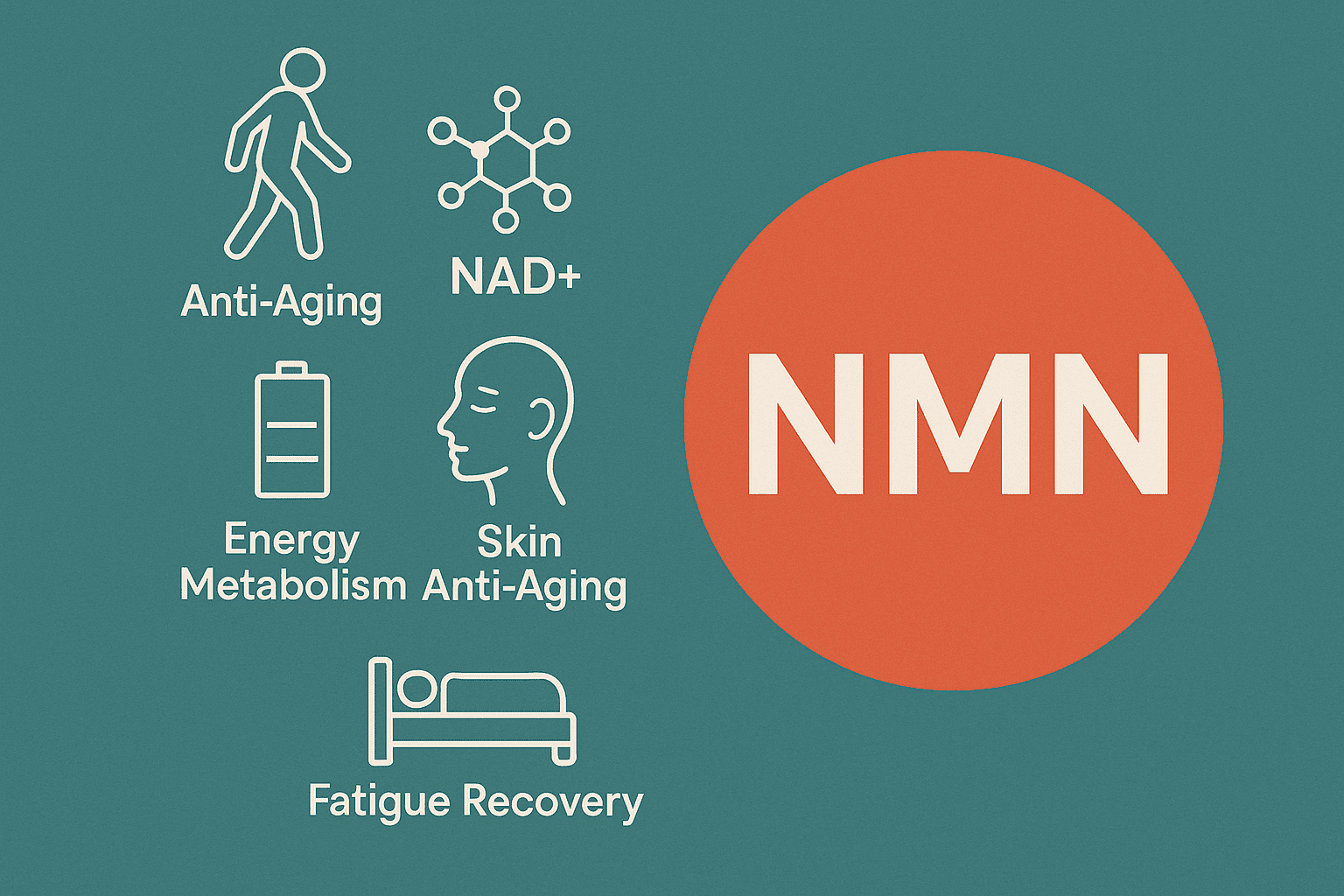 NMN 효능 총정리