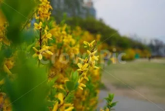 봄 이미지 일러스트 따뜻한 봄 꽃 예쁜 이미지_16