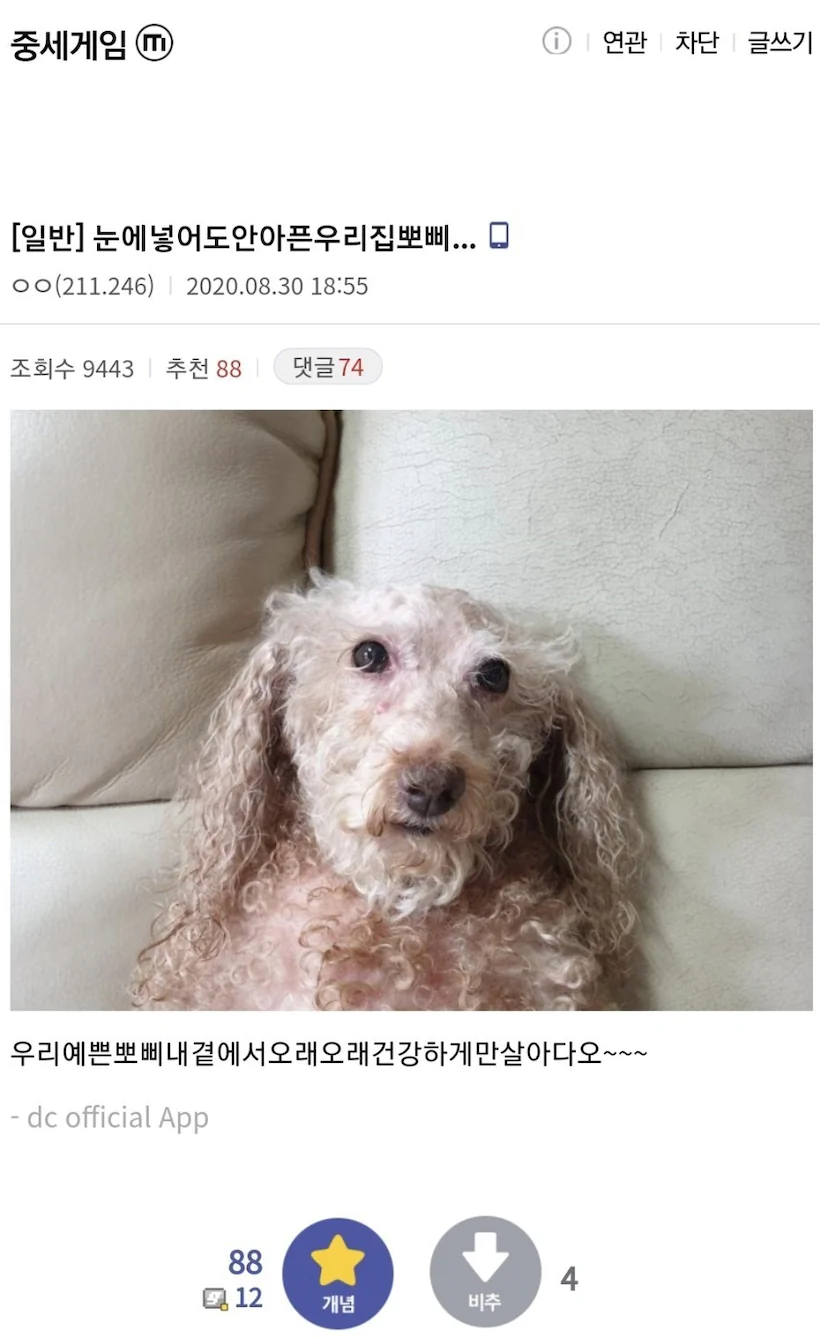 중갤 눈에 넣어도 안아픈 우리집 뽀삐