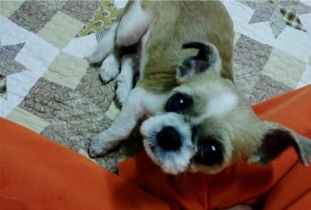 반려동물 입양 전 반드시 확인해야 할 체크리스트 & 준비물