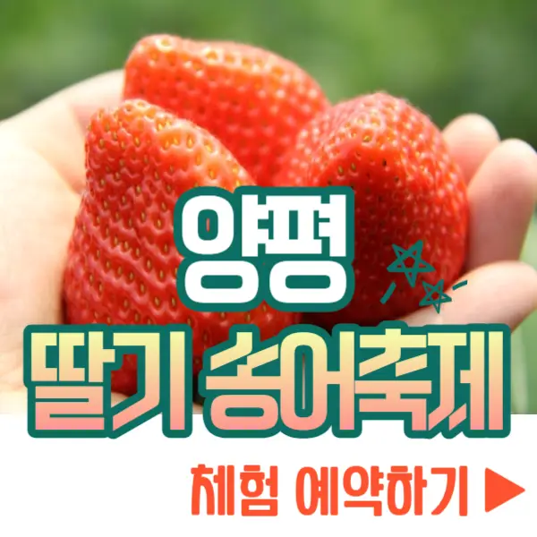 양평딸기 송어축제 체험 예약 신청