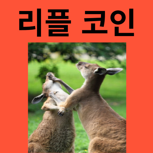 리플 코인