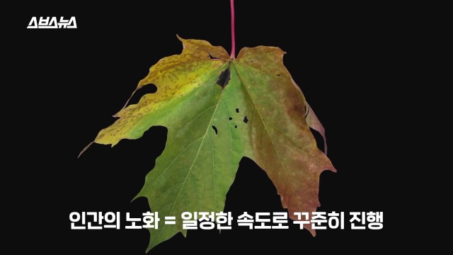 30대 후반 여성 급노화, 얼굴 주름살, 피부관리, 자기관리, 건강 뷰티 팁줌 매일꿀정보