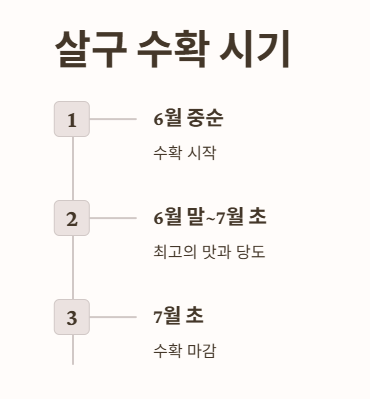 살구 수확 시기