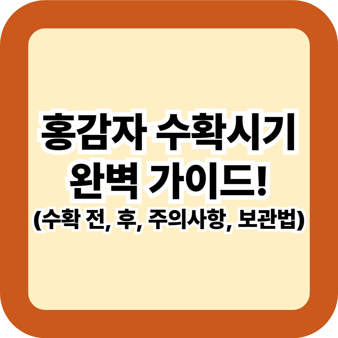 홍감자 수확시기 완벽 가이드! 수확 적기·확인법·주의사항까지 총정리