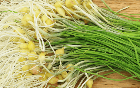 5월 제철음식 달래