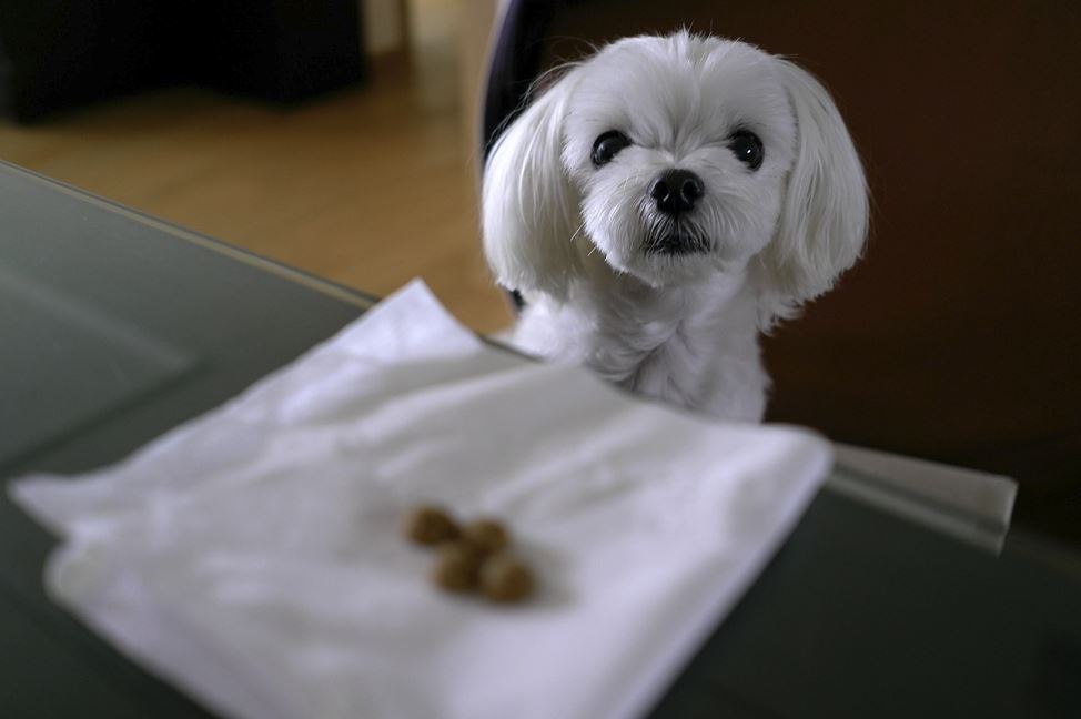 2026년 개띠 운세 (+태어난 년도별 운세 총정리)