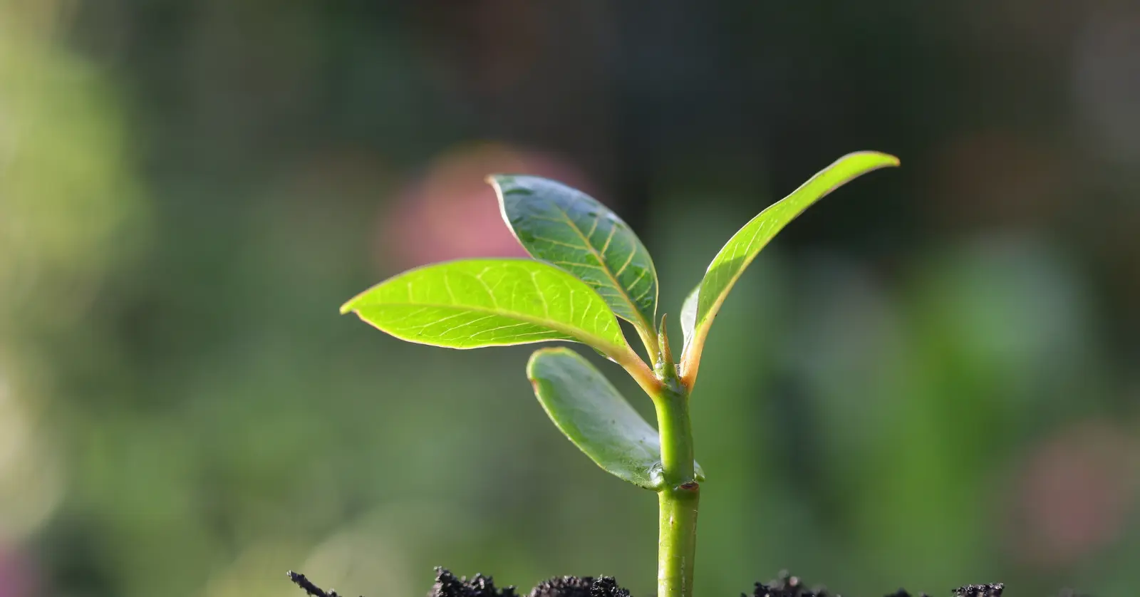 식물이름 찾기 어플, 왜 필요한가요?