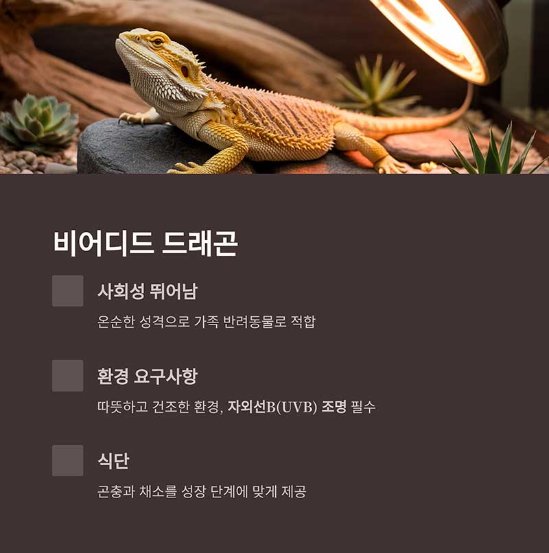 비어디드 드래곤 (Bearded Dragon)