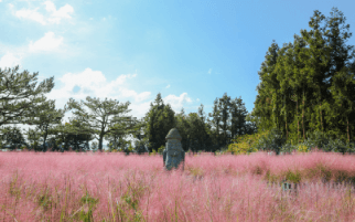 제주도 휴애리 자연생활공원 핑크뮬리 축제 9월 가을여행지 가볼만한 곳 감귤체험