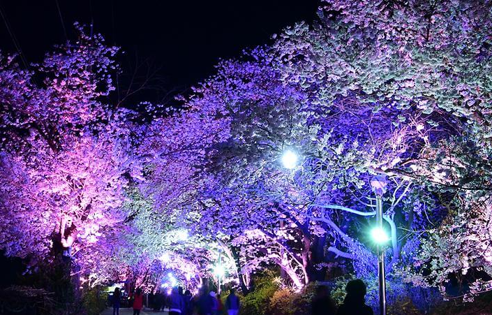 인천 벚꽃 명소 베스트 벚꽃 만개 강화산성