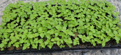 들깨 심는시기(파종시기, 심기방법, 재배방법, 수확하기) 깻잎키우기 총정리!