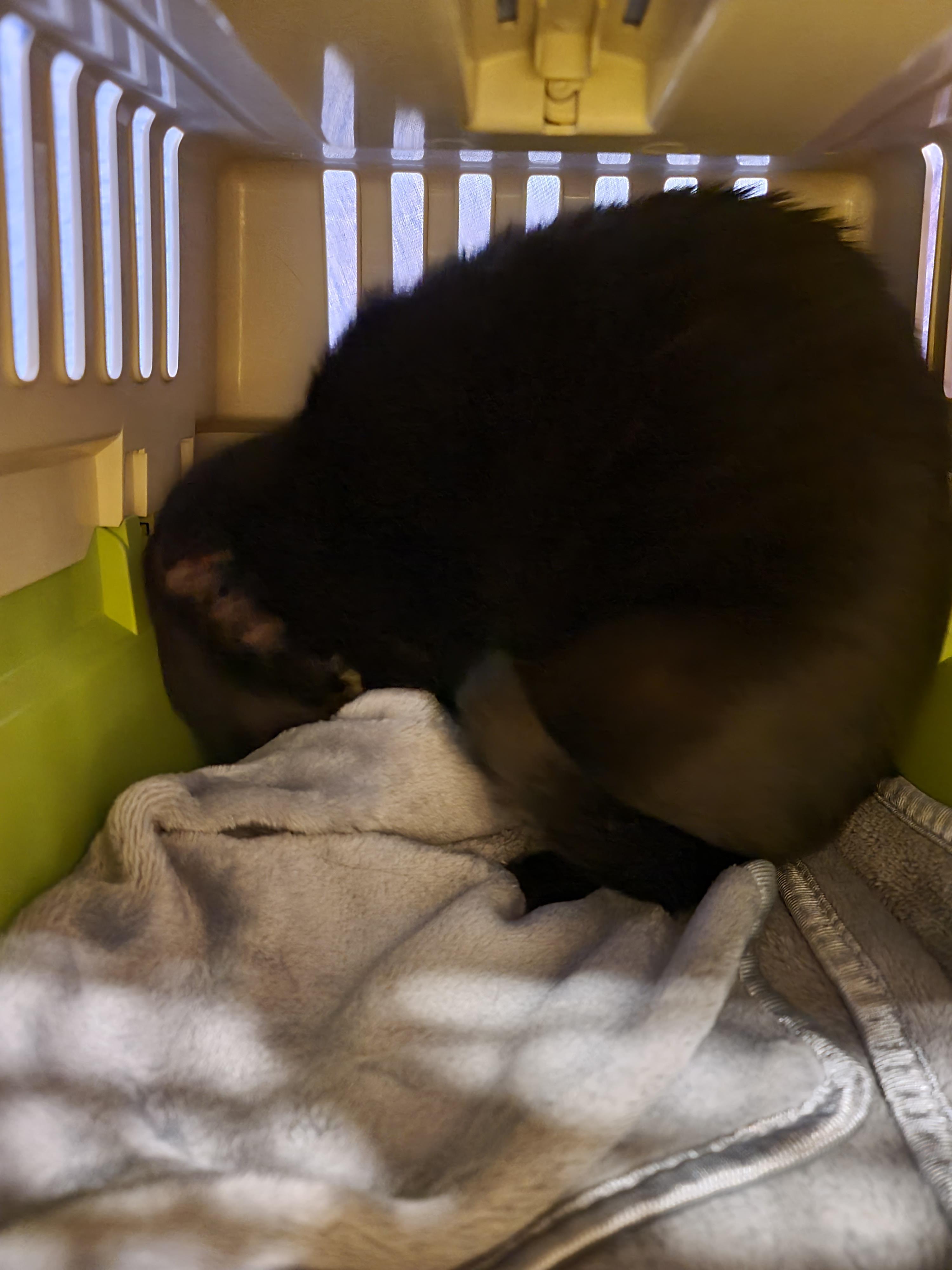 우리아이들의 이동장. 내가 써보니 안전하지 않은 이동장. 고양이들에게 꼭 필요한 안전한 이동장.