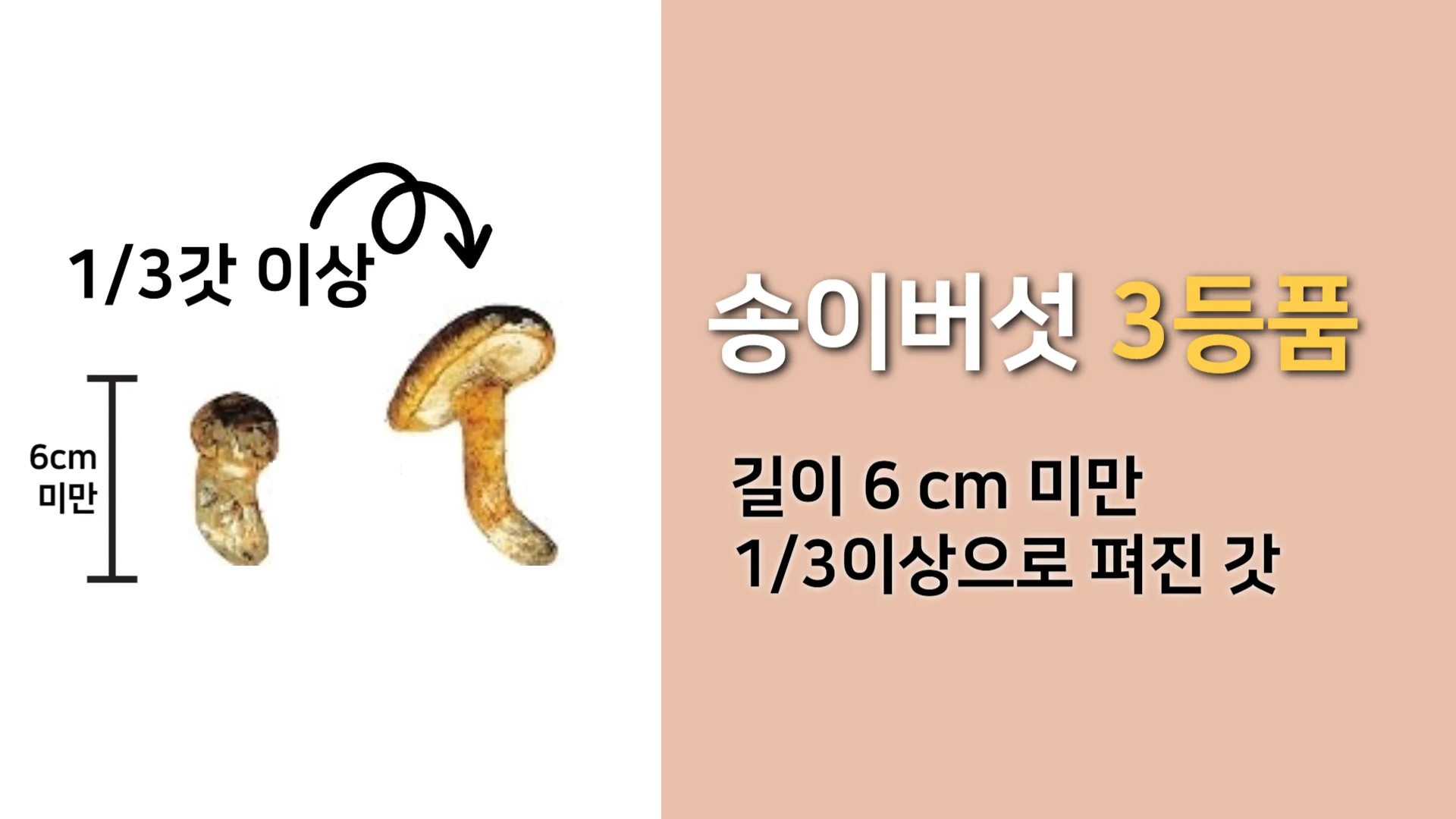 자연산-송이버섯-3등품