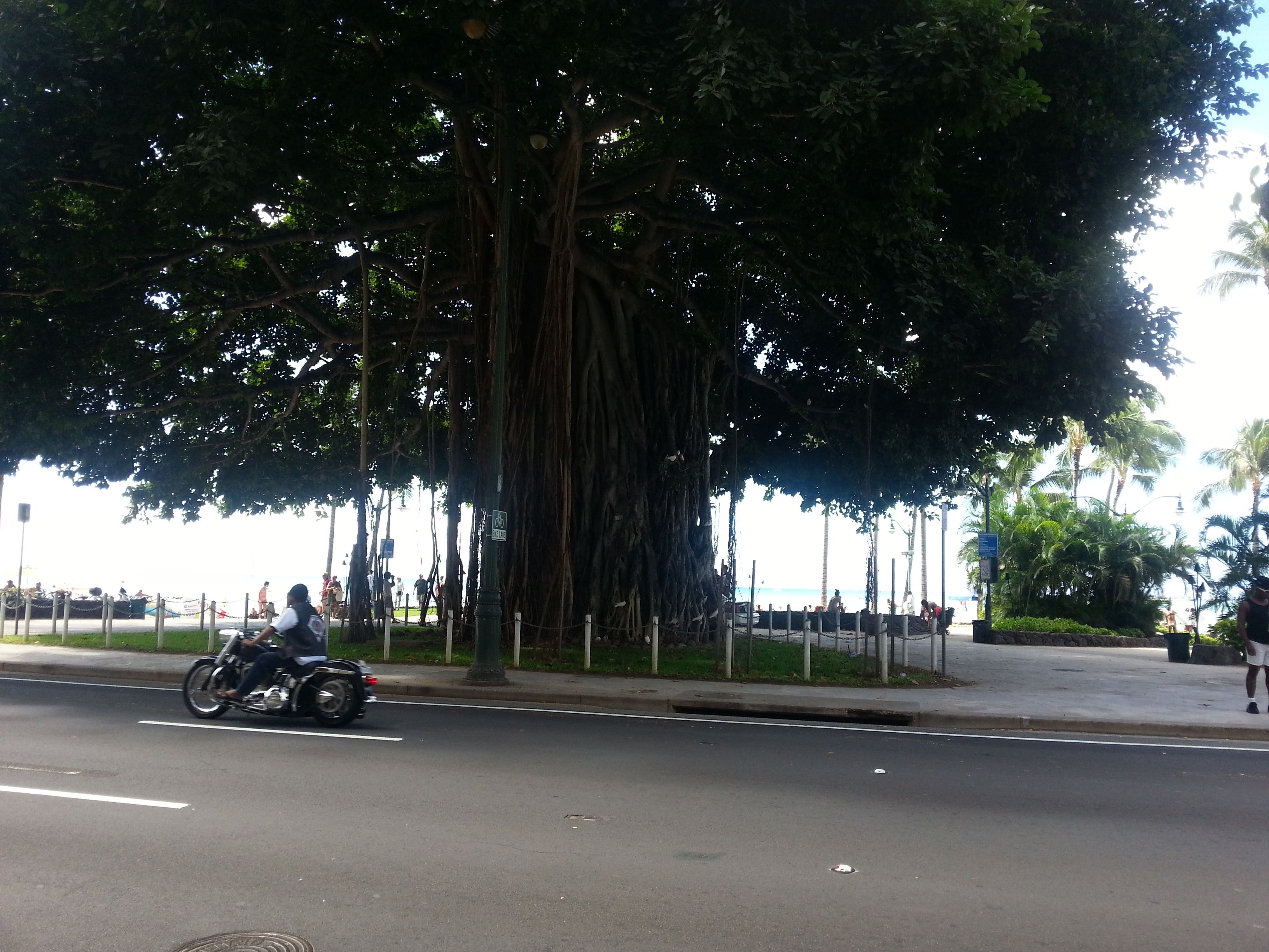 하와이 와이키키 해변 모습