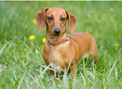 산책하는 미니어처 닥스훈트