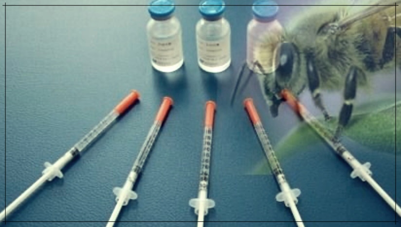 봉침의 놀라운 효능에 대한 이야기