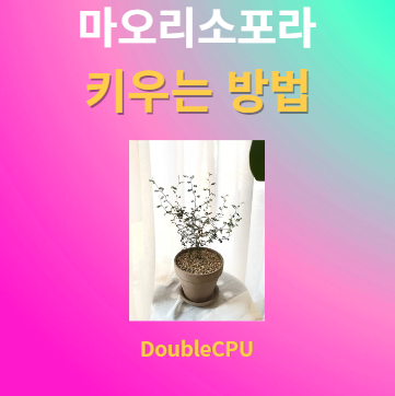 마오리소포라 키우기 물주기