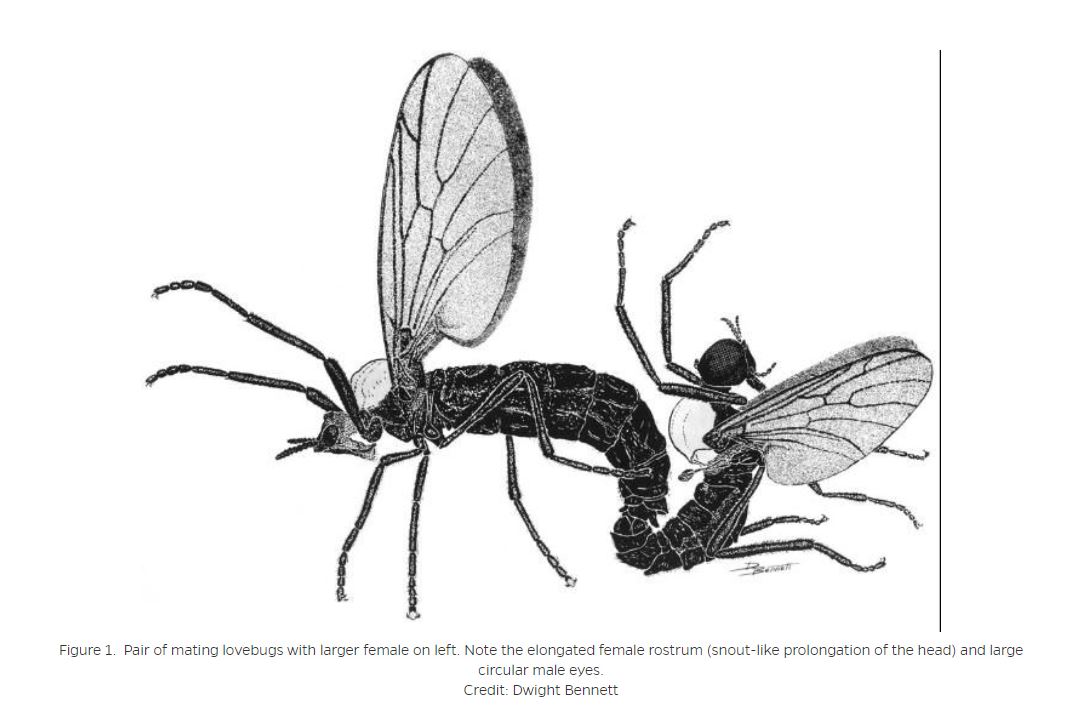 러브버그 퇴치법