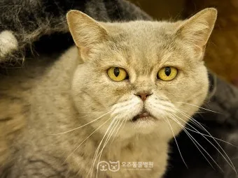노령 고양이 필수 관리법 4가지 건강 지키기_22