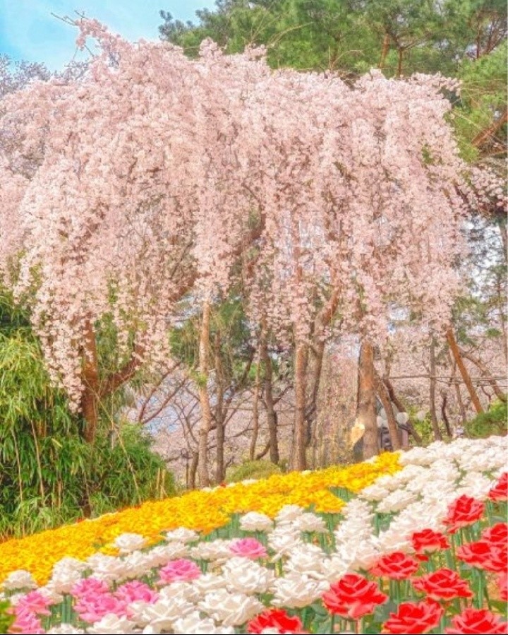 벚꽃