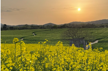 고창 청보리밭 실시간 개화 상황
