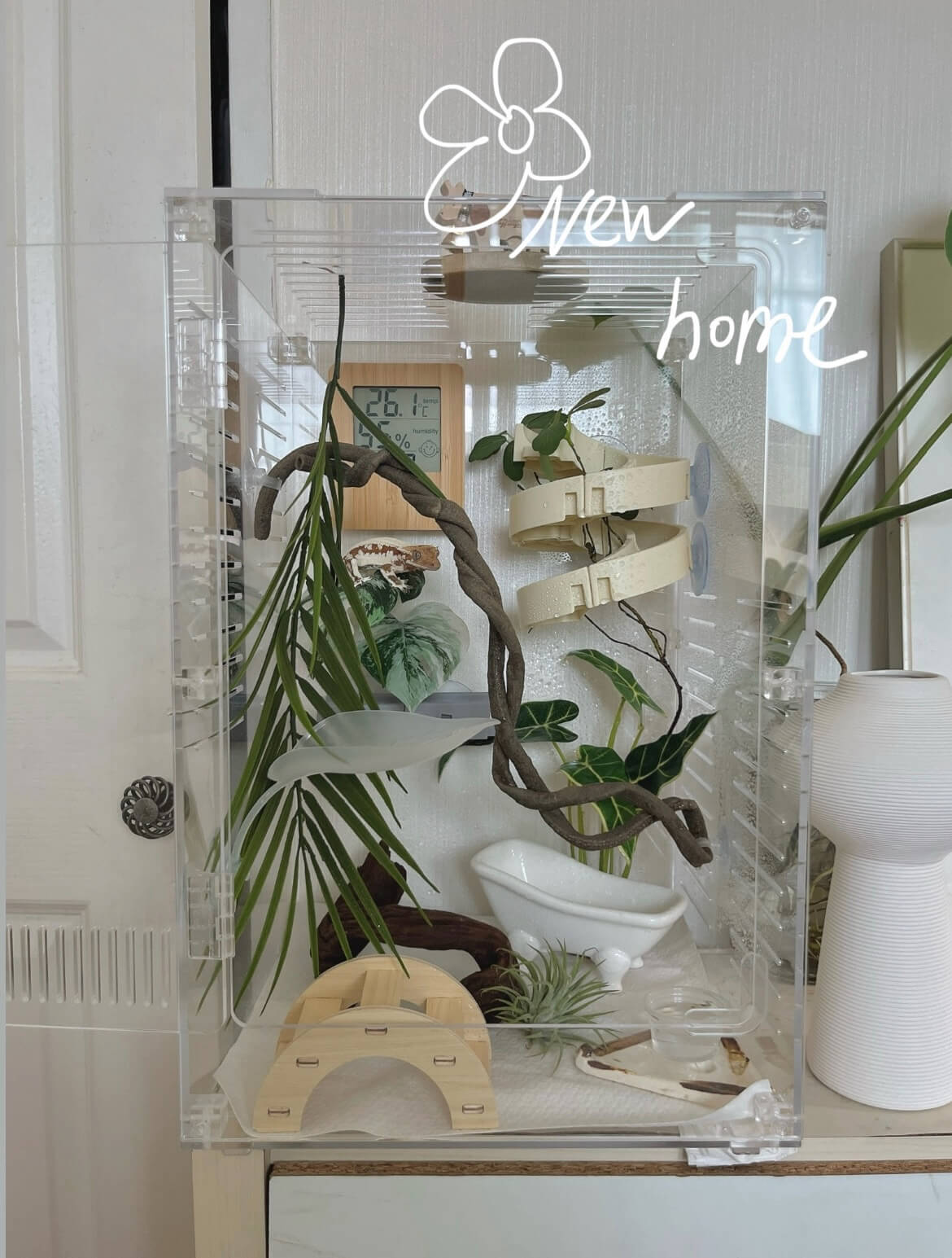 도마뱀 집 꾸미기