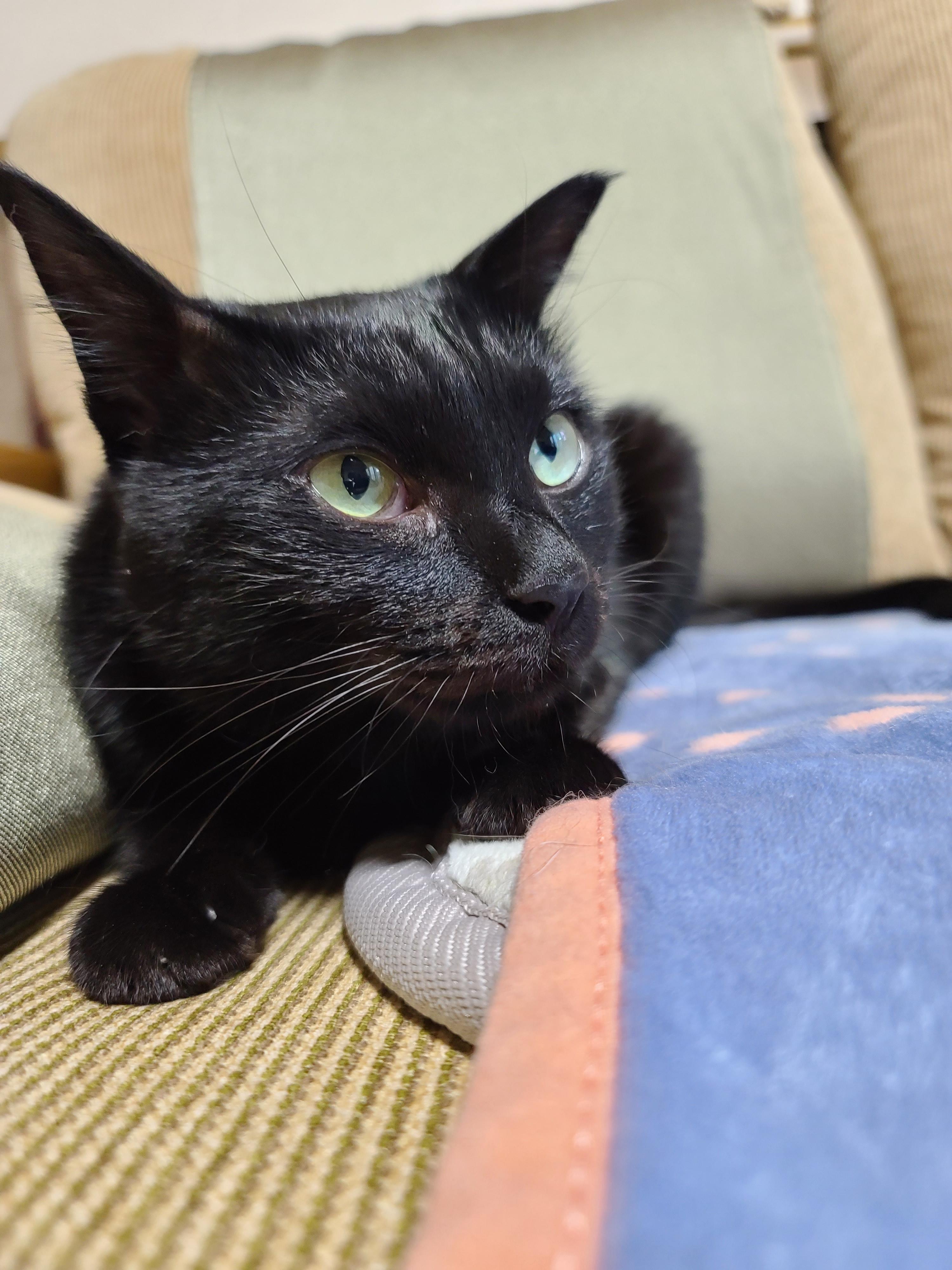 넥카라 혼자 벗어던지고 갖고노는 고양이 건이. (귀여운 영상 많음 주의)