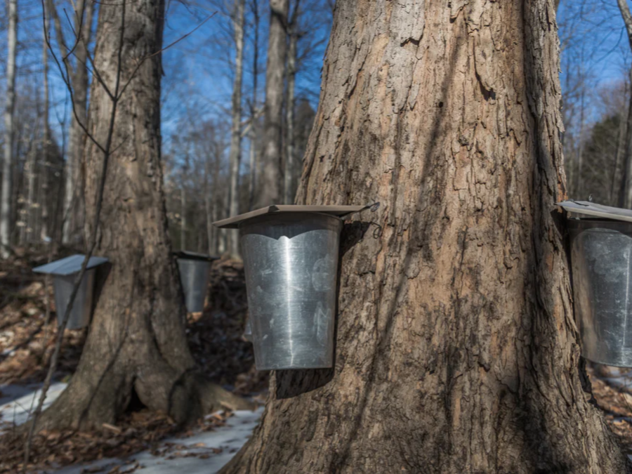 고로쇠물 효능 자연이 선물한 건강 음료