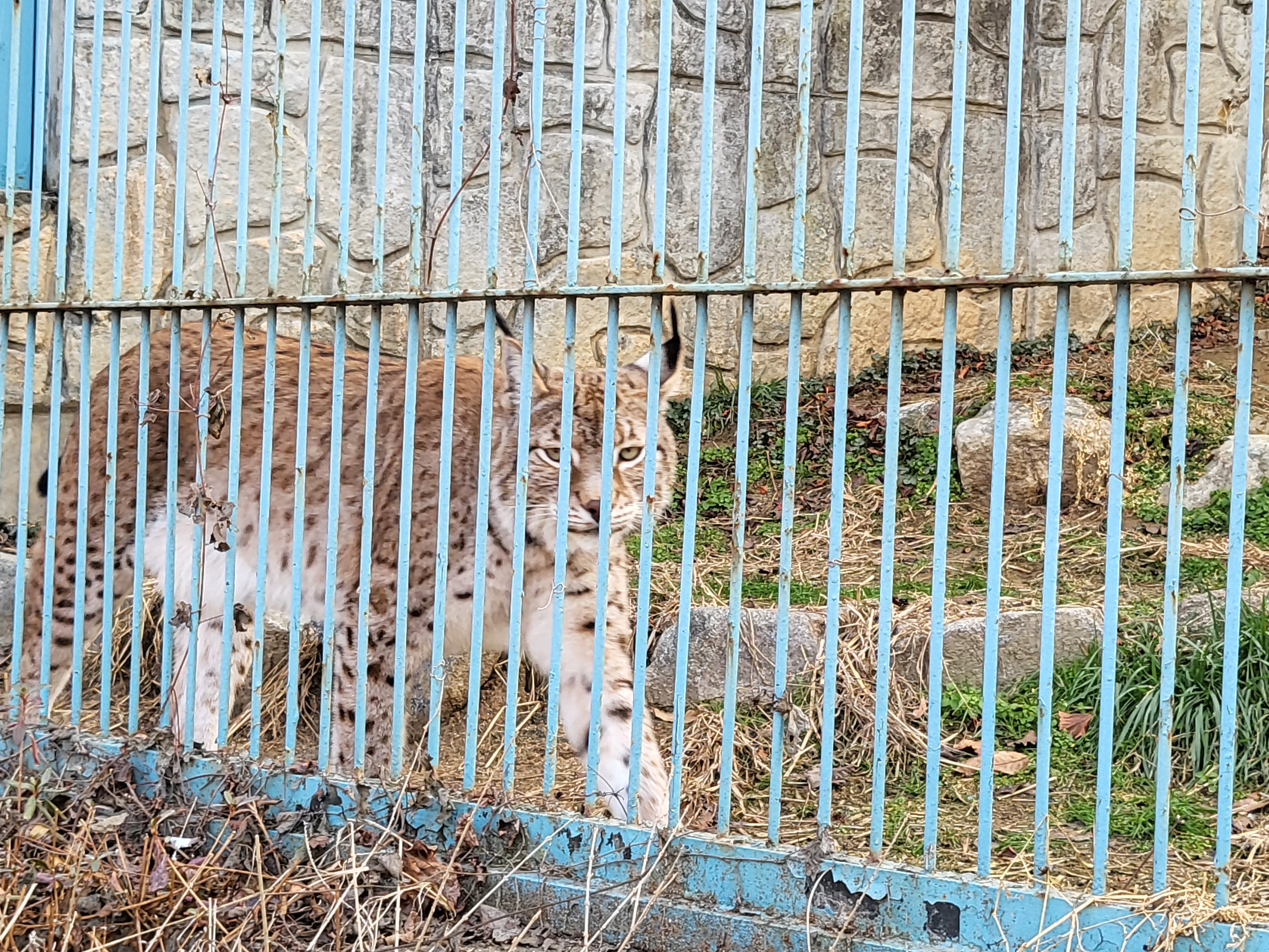 청주 동물원 - 스라소니 눈빛