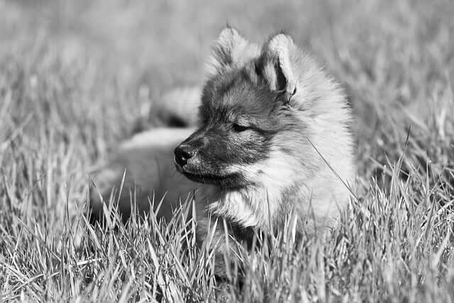 강아지 나이 계산법