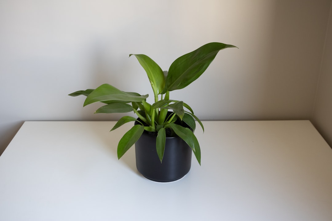 Philodendron