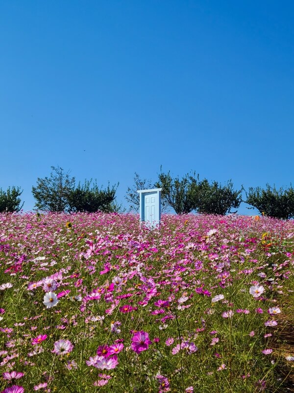 코스모스-사이에-우뚝-서있는-하얀-문