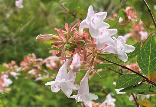 화담숲 예약, 모노레일 예약 (온라인 간편예약)
