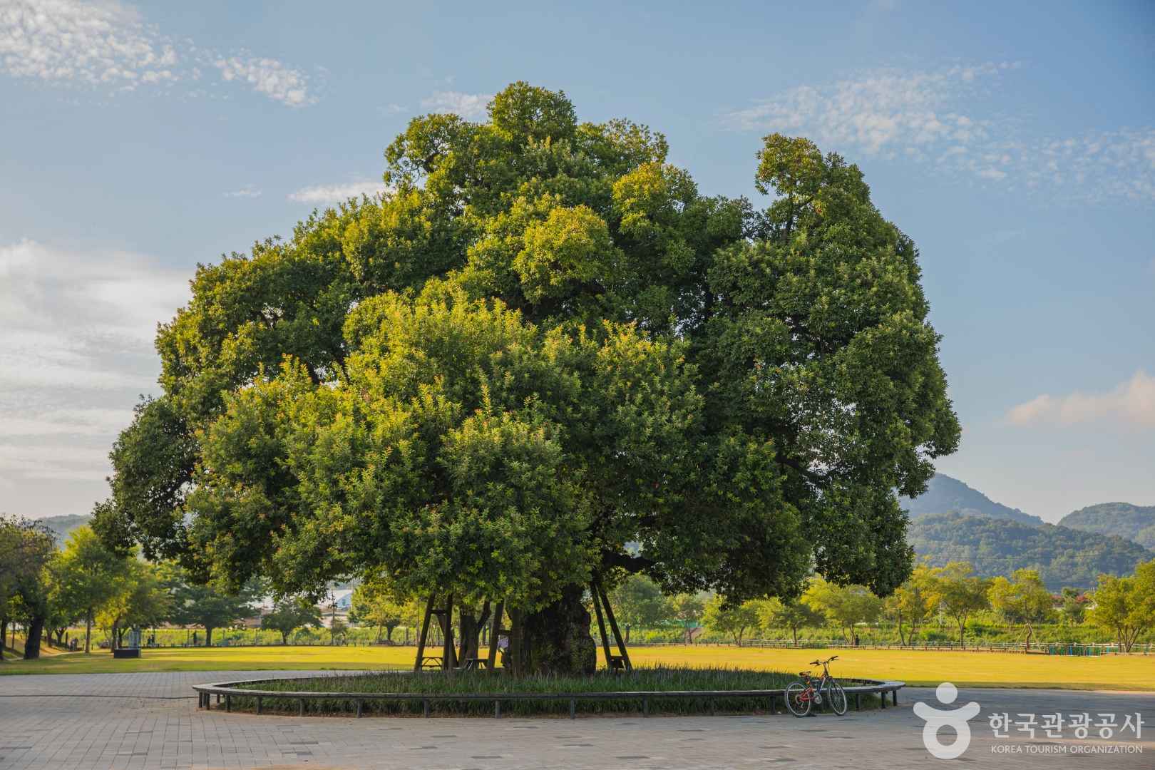성밖숲 왕버드나무